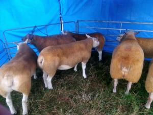 IMG-20220824-WA0011
